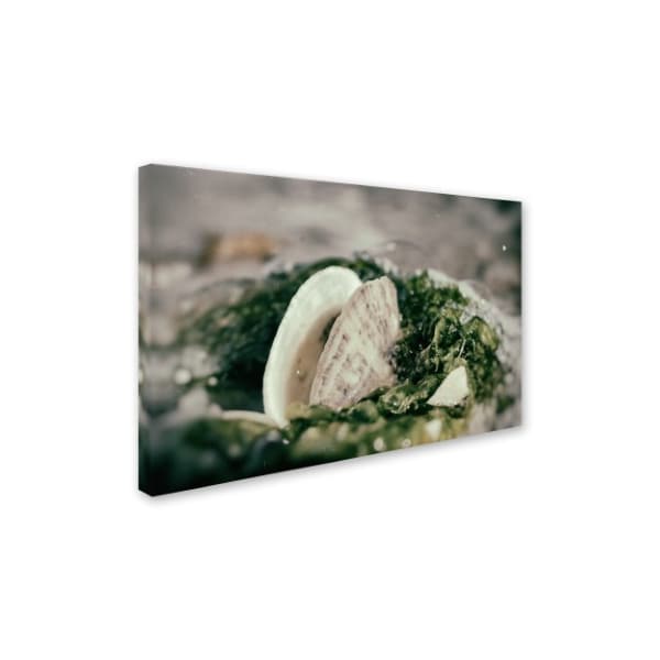 PIPA Fine Art 'Seaweed And Shells' Canvas Art,12x19